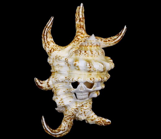 Chiragra Spider Conch